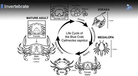 Crab Life Cycle • Blane Perun's TheSea.Org