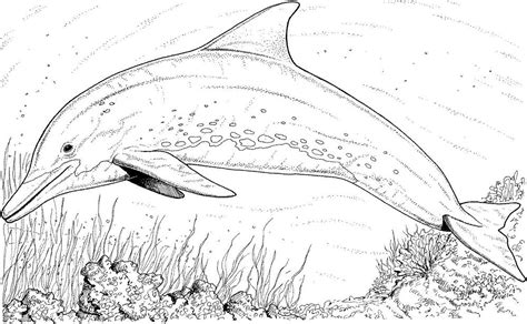 Winter Realistic Dolphin Coloring Pages & book for kids.