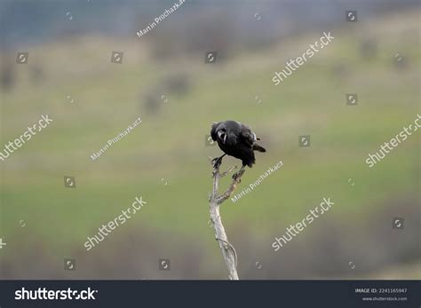 Common Raven Rhodope Mountains Raven Cawing Stock Photo 2241165947 ...