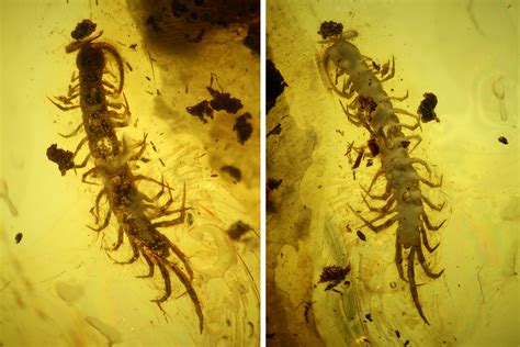 Detailed Fossil Centipede (Chilopoda) In Baltic Amber For Sale (#135028) - FossilEra.com