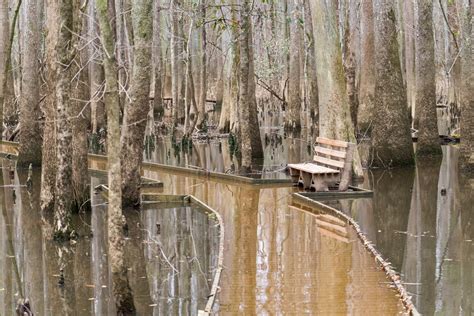 Congaree National Park — The Greatest American Road Trip