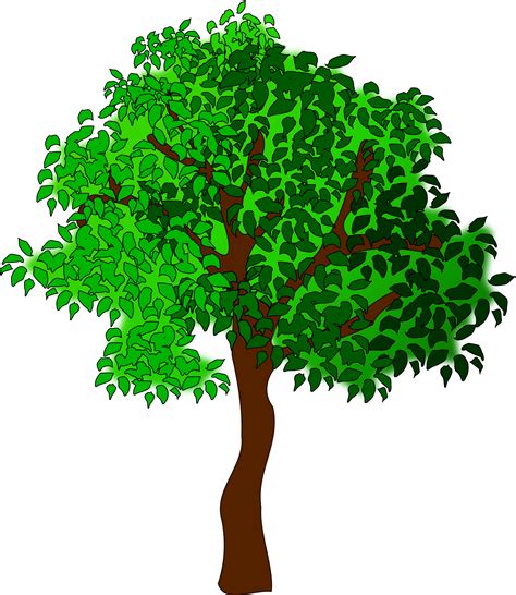 Clipart Tree Big Image - Summer Tree Clipart - Free Transparent PNG Download - PNGkey