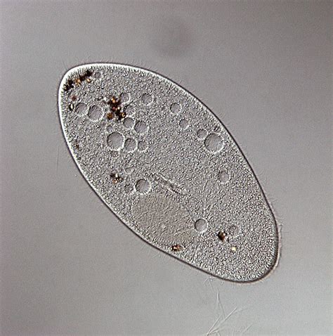 Ide Top Paramecium Uniseluler Atau Multiseluler