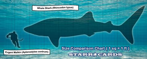 Whale Shark Size Comparison Chart | Images and Photos finder