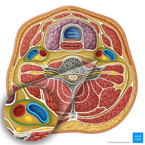 Carotid sheath: Anatomy, contents and clinical aspects | Kenhub