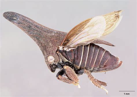 Insect Image of the Week: Treehopper: Membracidae