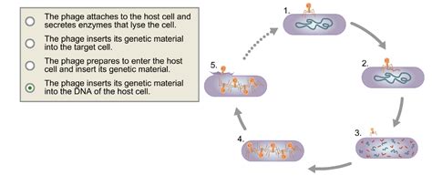 Lytic Cycle Diagram 5 Steps