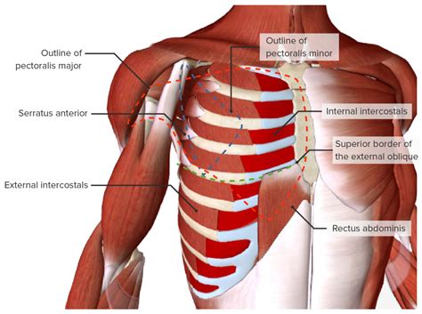 Thoracic Surgery | Concise Medical Knowledge