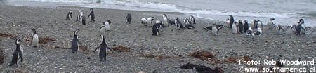 Seno Otoway Penguin Colony Pingüineras Punta Arenas Chile