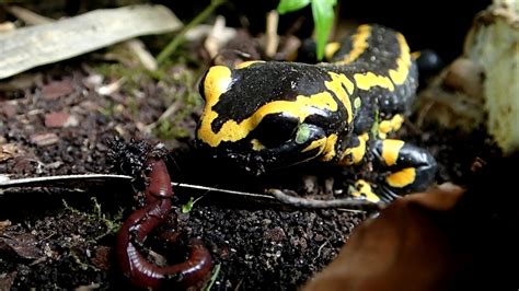 Adult Fire Salamander Feeding Time (Salamandra s. terrestris) || Feuersalamander Fütterung - YouTube