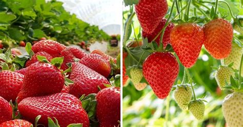 Fruit Garden & Outdoors Everbearer Strawberry Buddy Plants x 6 for Long ...