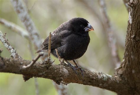 A letter-format essay about the advancements in the study of Darwin's Finches. - WriteWork