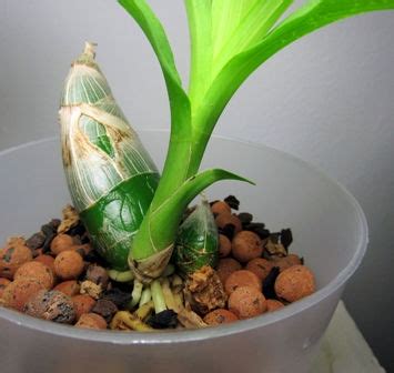 How to Grow: Catasetum Orchid care