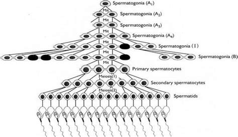 Seminiferous Tubules and Spermatogenesis | IntechOpen