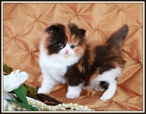 Traditional Calico Teacup Persian KittenPre-Loved Persian Kittens For ...