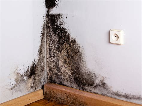 Black Mold Symptoms: What Happens When You're Exposed | Molekule Blog