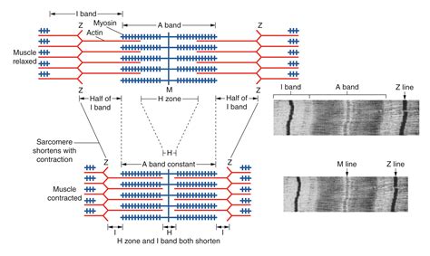 Neuromuscular Junctions and Muscle Contractions | Anatomy and Physiology I | | Course Hero