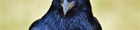 1125x243 Resolution raven, bird, beak 1125x243 Resolution Wallpaper ...