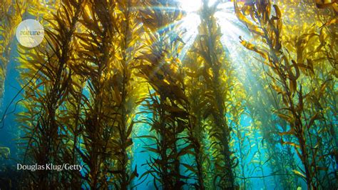 Why Earth’s giant kelp forests are worth $500 billion a year