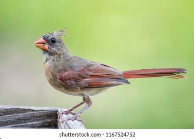 Juvenile Female Northern Cardinal Photos and Images