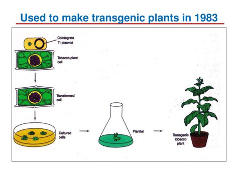 PPT - How transgenic plants are made PowerPoint Presentation, free ...