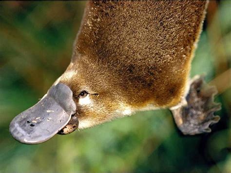 Platypus Wallpapers - Wallpaper Cave