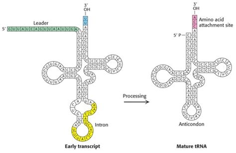 Lecture 5: RNA synthesis and splicing Flashcards | Quizlet