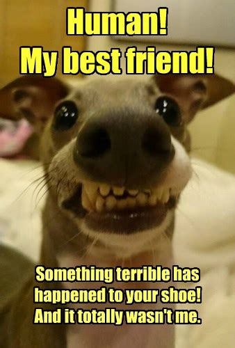 Hi, Buddy! - I Has A Hotdog - Dog Pictures - Funny pictures of dogs ...