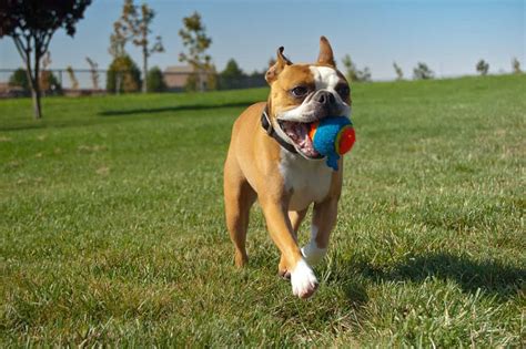 How to Train Your dog to Fetch and Retrieve?