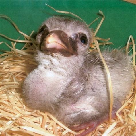 Shoebill stork baby | shoebill | Pinterest | Babies and Shoebill