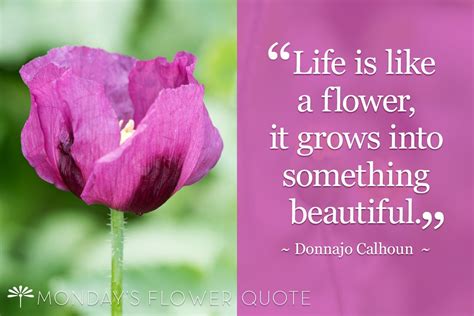 Life Beautiful Flowers Quotes - ShortQuotes.cc