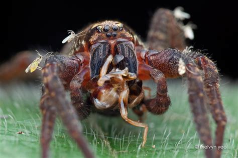 Wandering Spider feeding by melvynyeo on DeviantArt