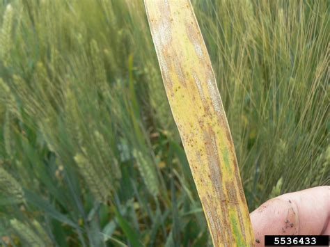 wheat leaf rust (Puccinia recondita)