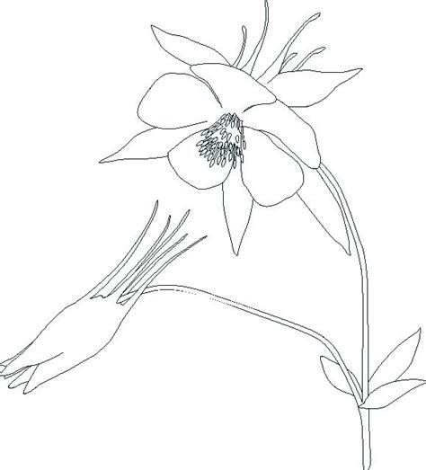 Columbine Flower Drawing at GetDrawings | Free download