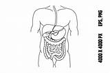 Digestive System Coloring Pages For Kids 2025 sketch template