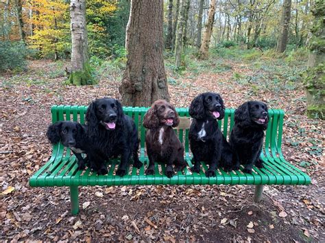 What Commands To Use For Training Spaniels - Easy Spaniel Training