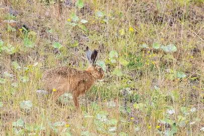 21 Best Rabbit Hunting Tips