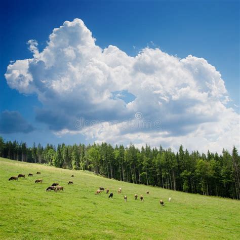 Green mountain landscape stock image. Image of fresh - 23835493