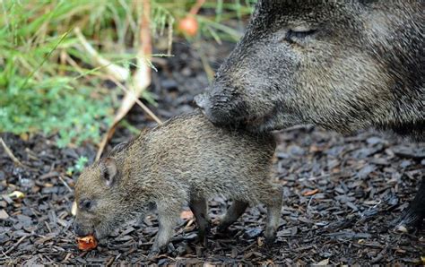 Collared peccary and her baby | Collared peccary, Animals, Pig