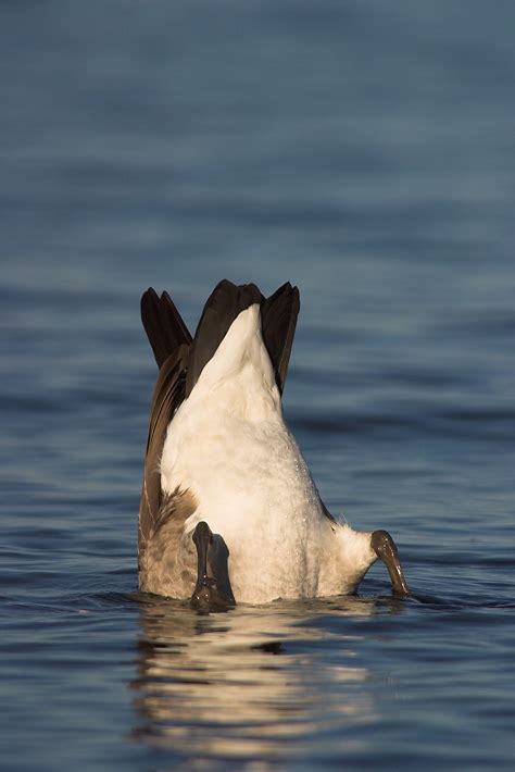 Canada Goose Identification