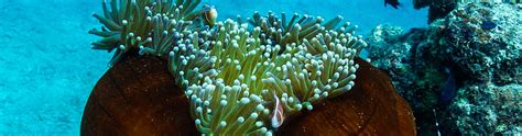 Clownfish - Finding Nemo in the Whitsundays - Ocean Rafting Website