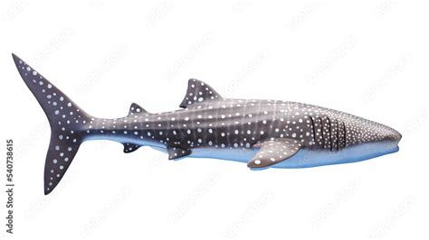 whale shark Stock Illustration | Adobe Stock