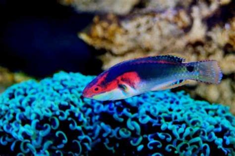 Fairy wrasse care guide: facts, lifespan, tank size & mates