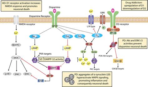 Dopamine receptor signaling pathways and associated diseases. The main ...