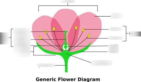 A generalised flower diagram Diagram | Quizlet