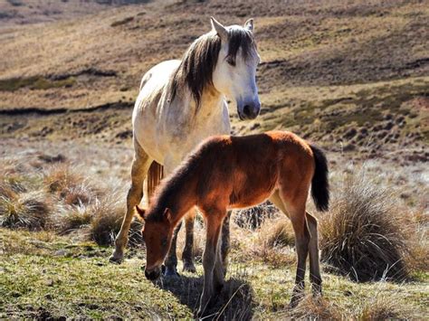 Snowy brumbies to be saved by heritage status | Herald Sun