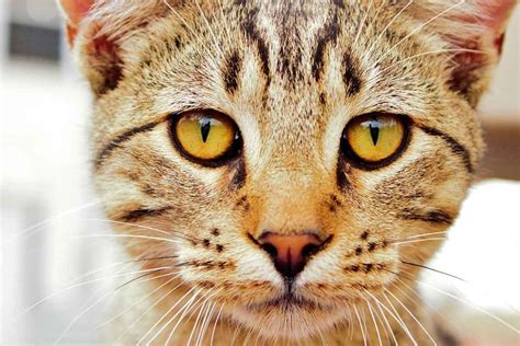 Feline Body Language: What Your Cat’s Eyes Tell You About His Emotions | Fear Free Happy Homes