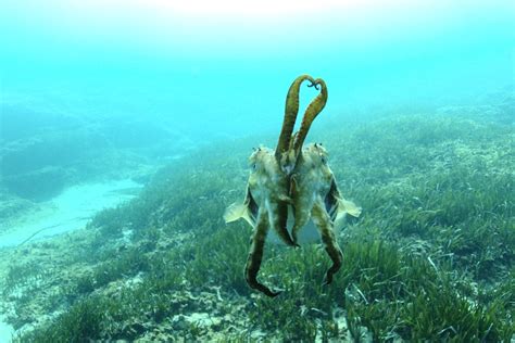 Not Awful UW Photos: common cuttlefish in species set