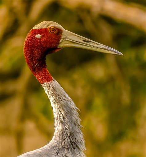 India | Sarus Crane Close Up