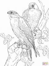 Collection Of Falcon Coloring Pages  Free Printable sketch template